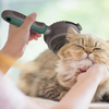 Brushing Your Cat's Coat: An Act of Care and Well-Being