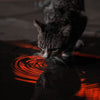 How Much Water Should a Cat Drink: The Importance of Feline Hydration