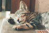 Sleep Like a Cat: Choosing the Purrfect Bed for Your Feline Friend