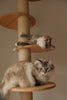 A Complete Guide to Training Your Cat to Use a Scratching Post: Effective Tips and Tricks