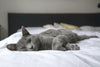 Cuddles and Purrs: The Pros and Cons of Sleeping with Your Cat