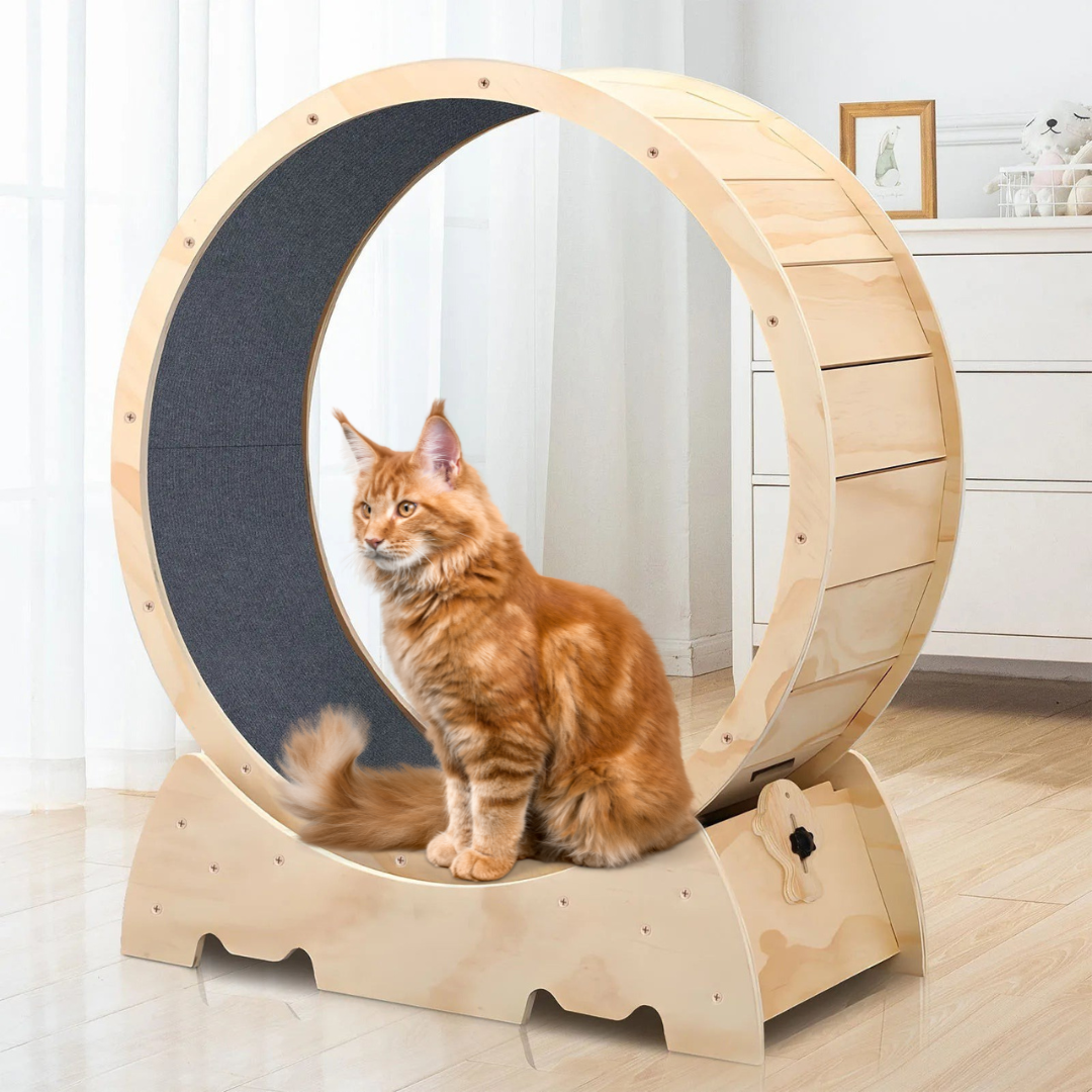LunaRun Luxe – Ruota Fitness in Legno Silenziosa per Gatti da Interno