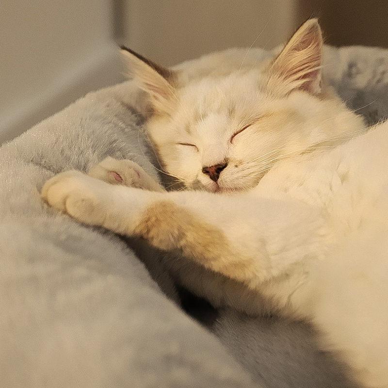 La Marshmallow Bed è la cuccia ideale per il tuo gatto durante l'inverno. Con il suo design unico e accogliente, questa cuccia sembra un soffice marshmallow che avvolge il tuo gatto in un caldo abbraccio. Durante l'inverno, il tuo gatto merita di stare al caldo e al sicuro. La Marshmallow Bed è progettata con un rivestimento termico che trattiene il calore corporeo del tuo gatto, mantenendolo al riparo dal freddo.