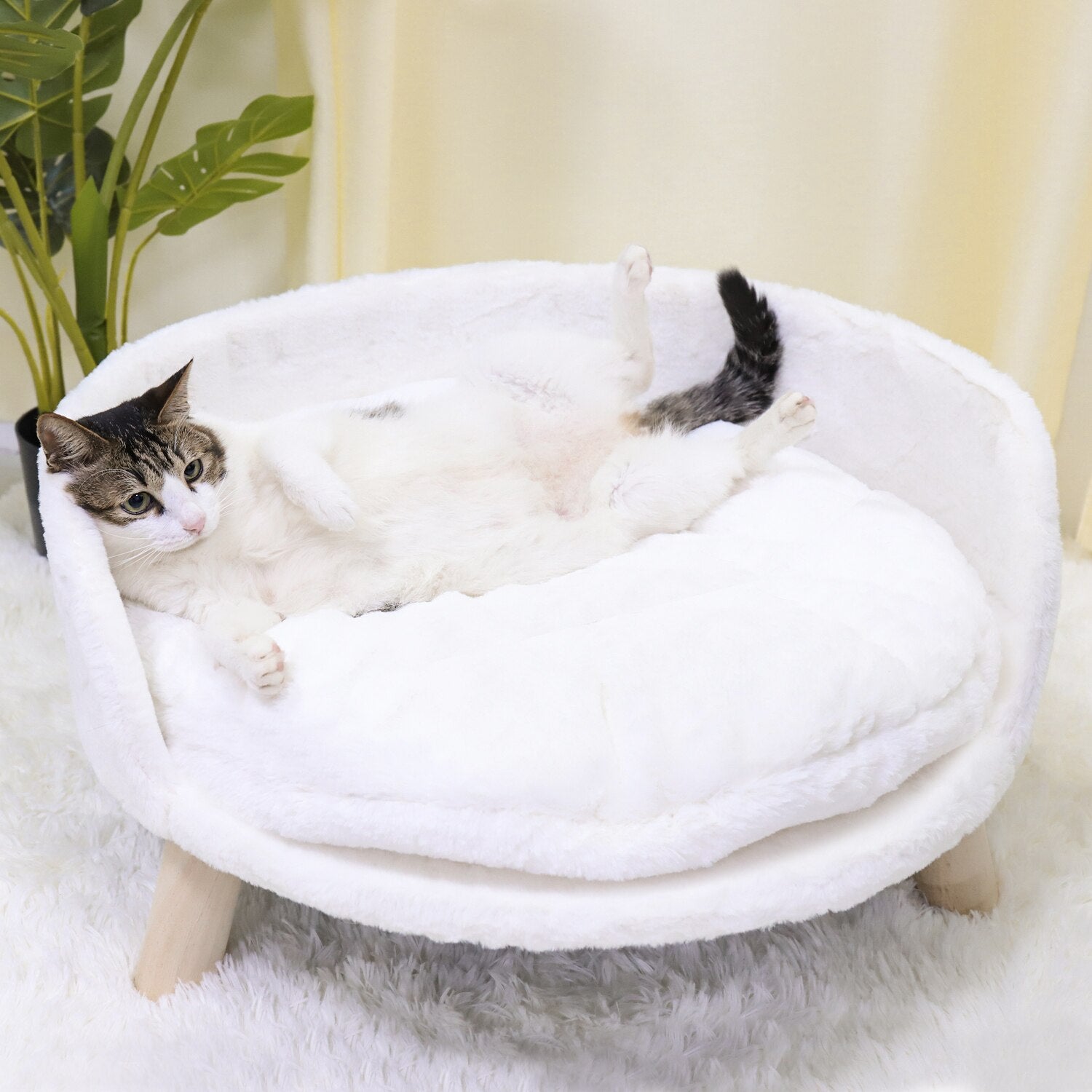 Miao Cat Divanetto Luxury - miao cat