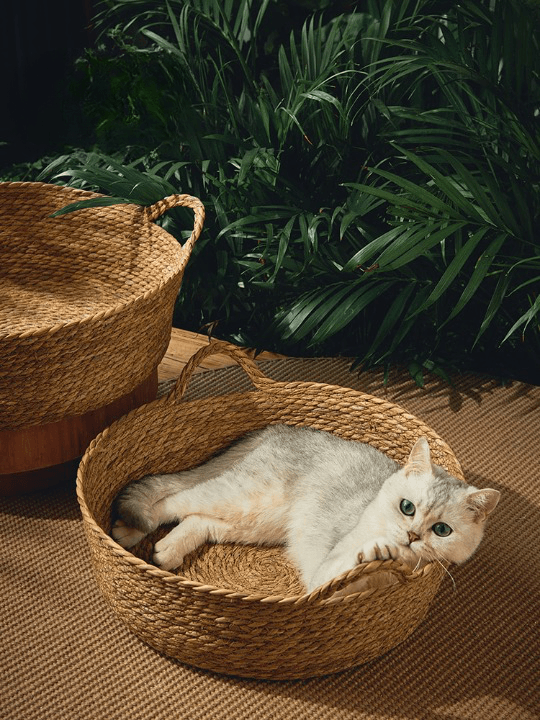 La Cuccia per Gatti in Rattan di Miao Cat Store è realizzata con tappetino in rattan naturale e corda di cotone, traspirante e universale in tutte le stagioni, particolarmente adatto per l'estate. Il cestino per gatti è accuratamente intrecciato con una corda di cotone, ognuna delle quali è tessuta con precisione. Le cucce per gatti in Rattan sono prive di formaldeide, inodore, delicate sulla pelle e prive di agenti cancerogeni. 